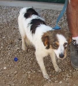 Jake sucht ein neues zu Hause