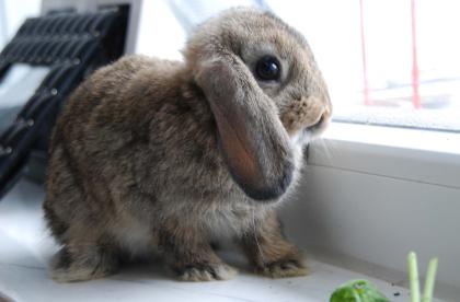 Zwergwidder Babys