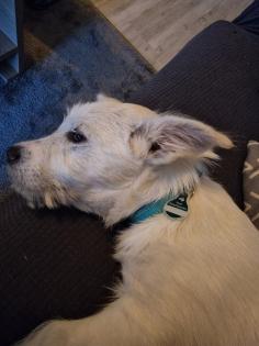 Kalle kinderlieber Terrier-Mischling