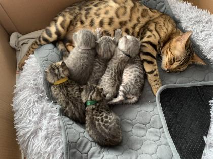 Bengal/BKH mix Kitten Erbkrankheitenfrei