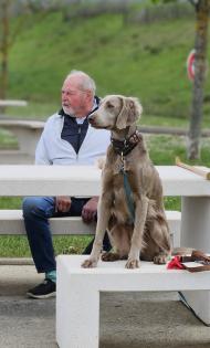 Langhaar-Weimaraner Wurf ab 9. 9. 25