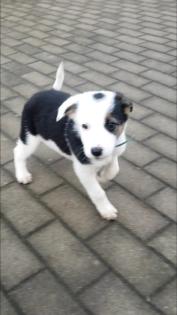Border collie Welpen
