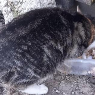 Fundkatze LUISA sucht ein Zuhause