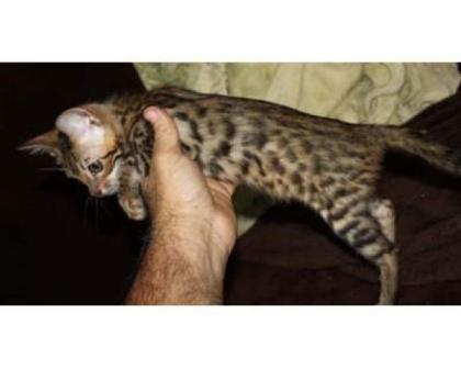 Wunderschöner Bengal Katzen