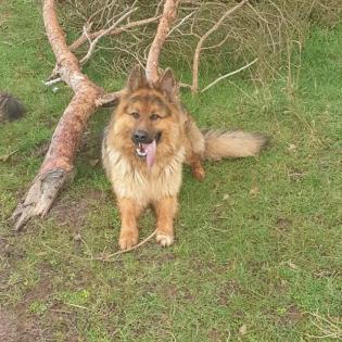 Deckrüde - Altdeutscher Schäferhund