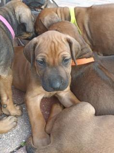 Rhodesian Ridgeback Welpen