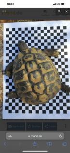 Griechische Landschildkröten
