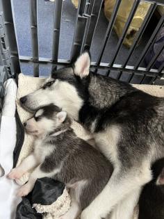 Sibirien Husky Welpen