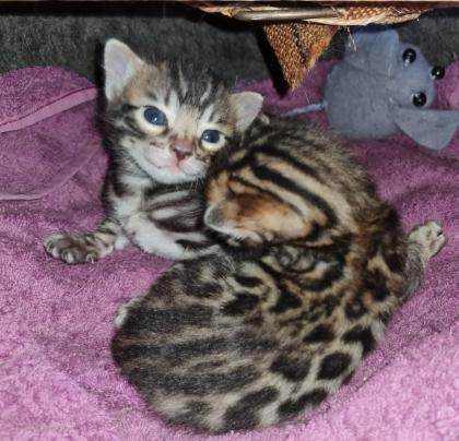 Wunderschöne Bengal Kitten Mini Leoparden