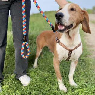 Nicole / Status sucht ein Zuhause