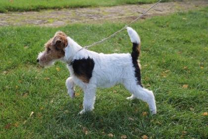 Drahthaar Foxterrier Welpe.