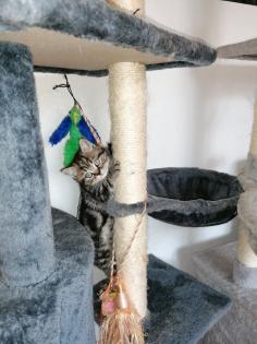 BKH Kitten suchen Dosenöffner