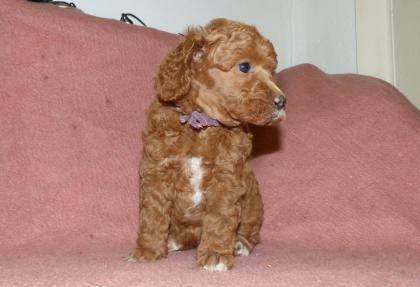 3 süße Kleinpudel Hündinnen Pudel in Brindle Black and Tan Fawn mit Weiß