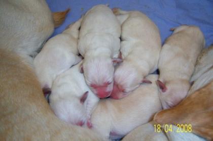 Labrador Welpen Blond