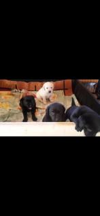 Verkaufe Labrador Welpen