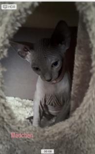 Canadian sphynx kitten