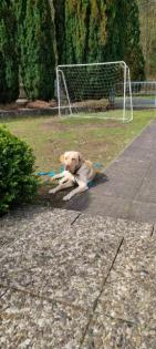 Labrador Hündin sucht neues Zuhause 16 Monate alt