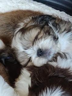 ShihTzu Welpen auch in Schokobraun