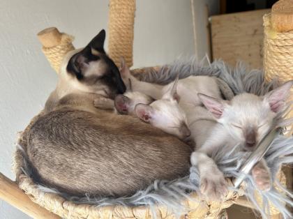 Siamkitten aus Zucht mit Herz