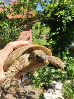 Griechische Landschildkröte Thb Weibchen adult 15 Jahre alt eierlegend