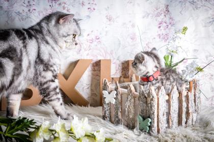 BKH-Kitten im Whiskas-Look Black-Silver-Classic-Tabby/-Spotted abzugeben
