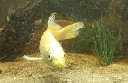 Wegen Aufgabe 1Euro- Koi abzugeben