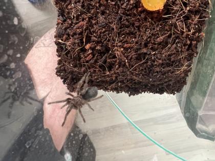 Grammostola pulchra