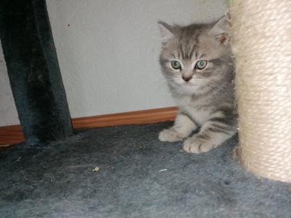 BKH Kitten suchen Dosenöffner