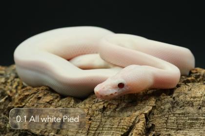 Diverse Pied / het. Pied Jungtiere suchen noch ein neues Zuhause