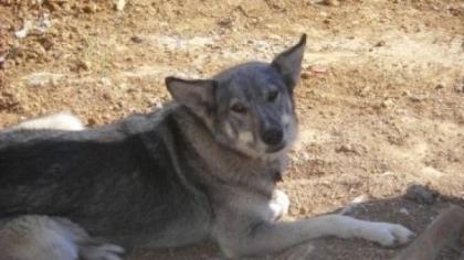 Gina Husky Mix eine Straßenhündin glaubt noch immer an das Gute