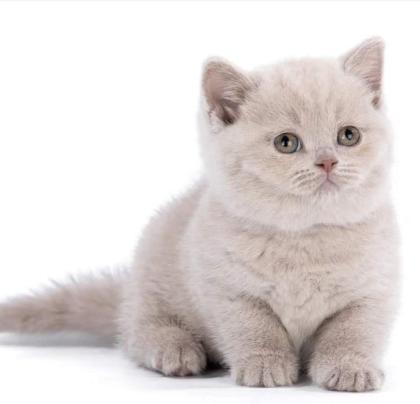 BKH kitten reinrassig blue Britisch Kurzhaar