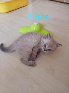 Kitten Heilige Birma