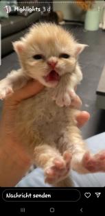 Perserkitten abzugeben