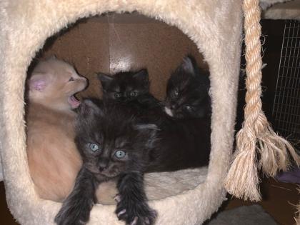 Maine Coon Kitten Kater reinrassig