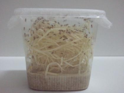 Drosophila hydei hydei gold und melanogaster