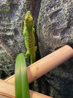 Madagaskar Taggecko mit zwei Terrarien und Zubehör zu verkaufen
