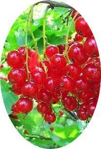 Biete Rote Johannisbeeren Nutzpflanzen.