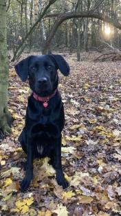 Labrador Welpen schwarz