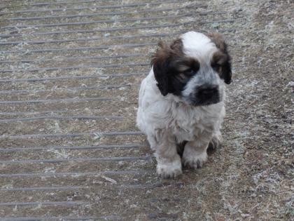 Cocker Spaniel Mixwelpe