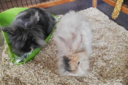 REXI und FRITZI - Langhaar Kaninchen - 4 Jahre - Tierhilfe-Franken e. V.