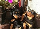 Geeignet Registrierte männliche und weibliche Rottweiler Welpen