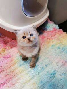 Kitten Heilige Birma