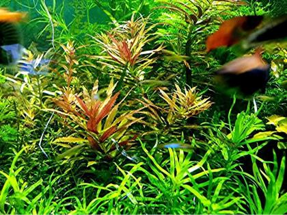 Tannenwedelähnlicher Sumpffreund Bündel Aquariumpflanzen Versand/ Abholung