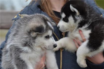 Siberian Husky Wurfplanung 2022
