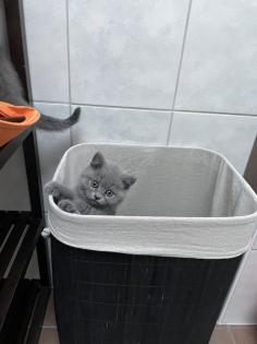 BKH Kitten Britisch Kurzhaar Katzenbabys Kitten