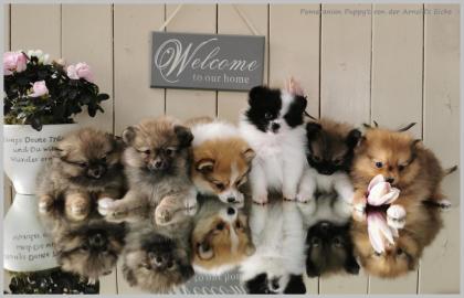 Teacup Pomeranianwelpe orange 06331258619