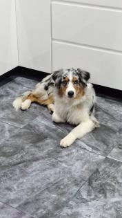 Baily sucht ein neues Zuhause