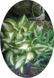 Biete Funkien Hosta Blumen.
