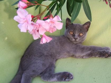 Süße kleine Kätzchen / Kitten / Katzenbabys