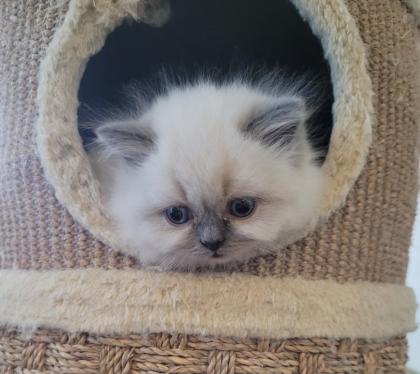Reinrassige BLH Kitten in Blue Point suchen liebevolle Familie